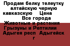 Продам белку телеутку алтайскую,черную кавказскую. › Цена ­ 5 000 - Все города Животные и растения » Грызуны и Рептилии   . Адыгея респ.,Адыгейск г.